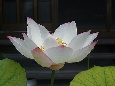 054